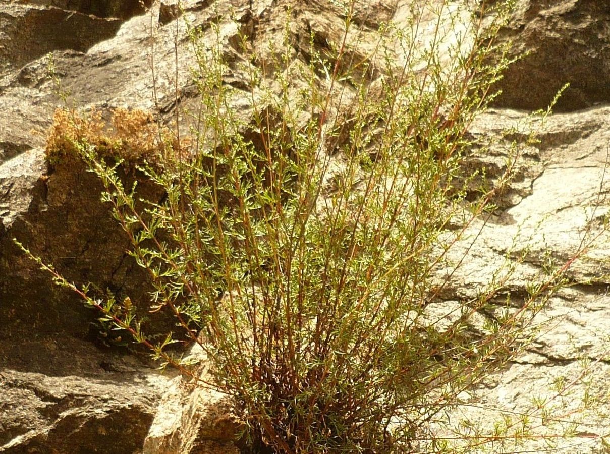 Artemisia campestris subsp. campestris (Asteraceae)